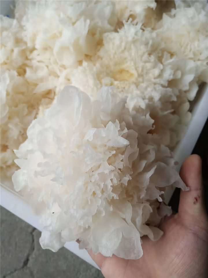 5f864d5a5a1cb.jpg